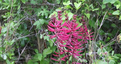 Beautiful red flower Coral Bean Texas. Nature preserve and park south Texas coast. Plants, trees and shrubs decorate the landscape. photo