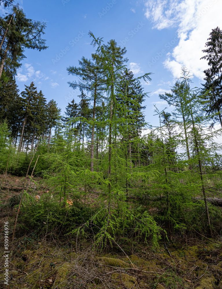 Waldschäden durch Trockenheit, Borkenkäferplage und Stürme. Waldschäden durch Trockenheit, Borkenkäferplage und Stürme.