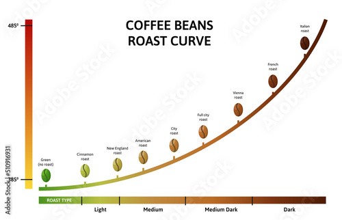 Coffee roasting levels. Roast curve, optimal temperature for roasting beans vector illustration