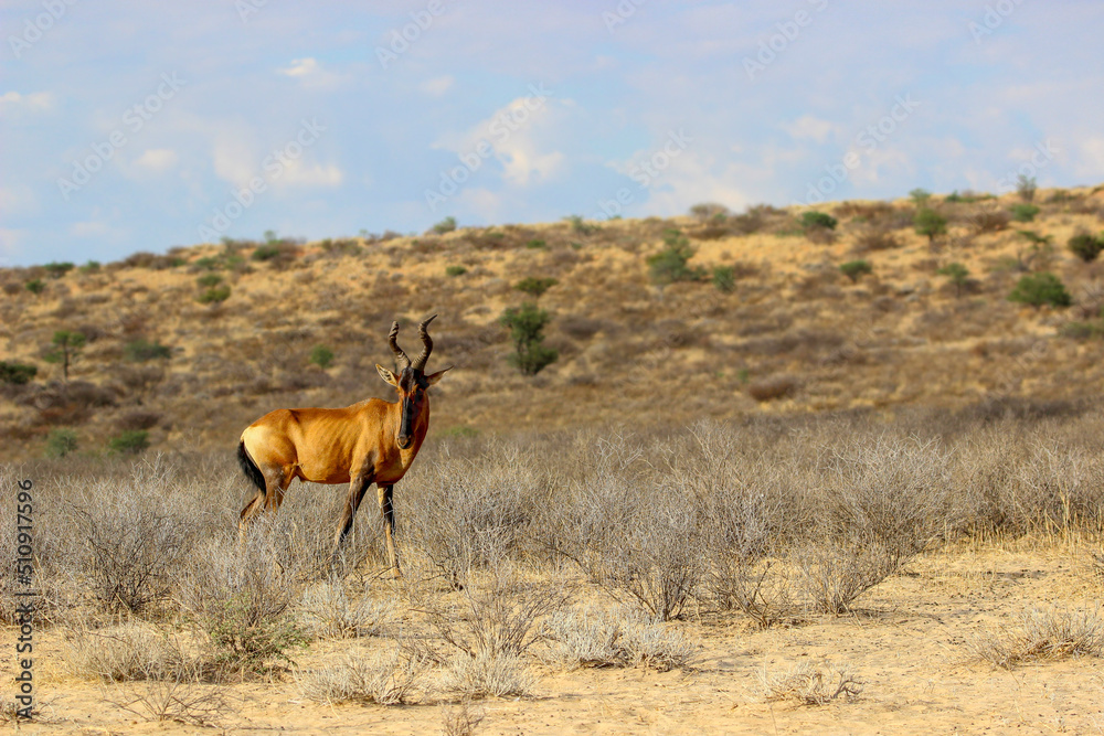 Naklejka premium Red Hartebeest in the Kgalagadi
