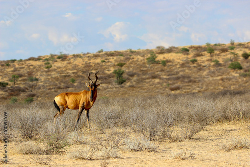 Red Hartebeest in the Kgalagadi