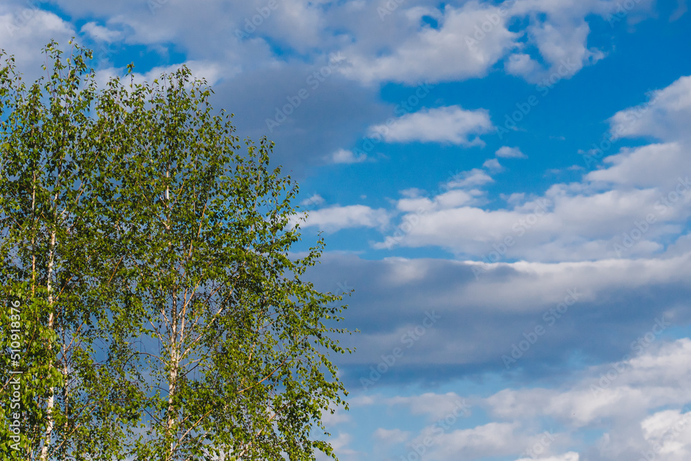 Evening landscape in the light of warm rays. Birch with green leaves against the sky. Tree crown of a birch tree, fresh green leaves. blue sky with clouds Evening landscape in the light of warm rays. Birch with green leaves against the sky. Tree crown of a birch tree, fresh green leaves. blue sky with clouds