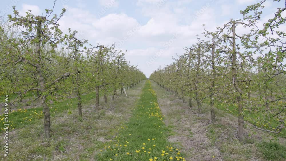Sad owocowy, drzewka owocowe, drzewa owocowe, Jabłoń, wiśnie, czereśnie, sad, grusze, gruszki, Orchard, fruit trees, fruit trees, Apple tree, cherries, cherries, orchard, pears, pears, Sad owocowy, drzewka owocowe, drzewa owocowe, Jabłoń, wiśnie, czereśnie, sad, grusze, gruszki, Orchard, fruit trees, fruit trees, Apple tree, cherries, cherries, orchard, pears, pears,