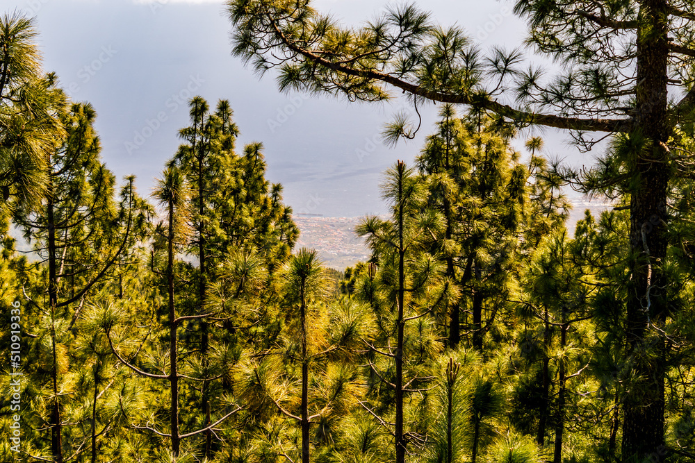 Pinus sp pertenece a la familia pinaceae, isla de Tenerife. Pinus sp pertenece a la familia pinaceae, isla de Tenerife.