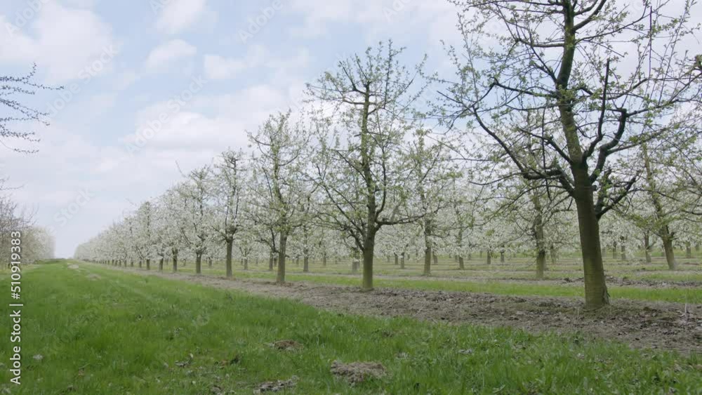 Sad owocowy, drzewka owocowe, drzewa owocowe, Jabłoń, wiśnie, czereśnie, sad, grusze, gruszki, Orchard, fruit trees, fruit trees, Apple tree, cherries, cherries, orchard, pears, pears, Sad owocowy, drzewka owocowe, drzewa owocowe, Jabłoń, wiśnie, czereśnie, sad, grusze, gruszki, Orchard, fruit trees, fruit trees, Apple tree, cherries, cherries, orchard, pears, pears,