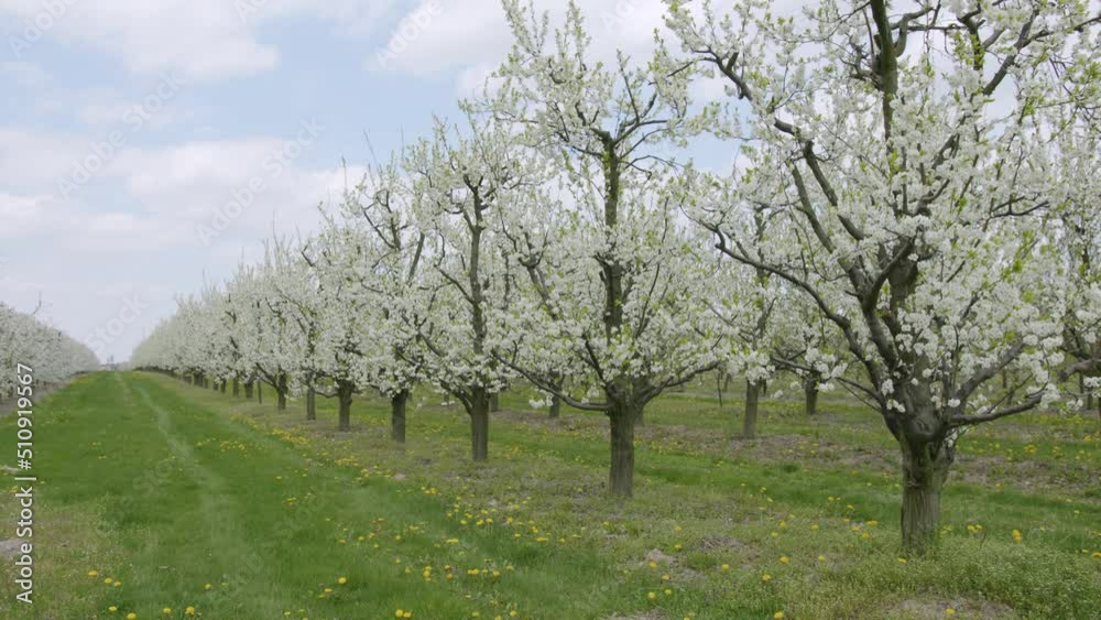 Sad owocowy, drzewka owocowe, drzewa owocowe, Jabłoń, wiśnie, czereśnie, sad, grusze, gruszki, Orchard, fruit trees, fruit trees, Apple tree, cherries, cherries, orchard, pears, pears, Sad owocowy, drzewka owocowe, drzewa owocowe, Jabłoń, wiśnie, czereśnie, sad, grusze, gruszki, Orchard, fruit trees, fruit trees, Apple tree, cherries, cherries, orchard, pears, pears,