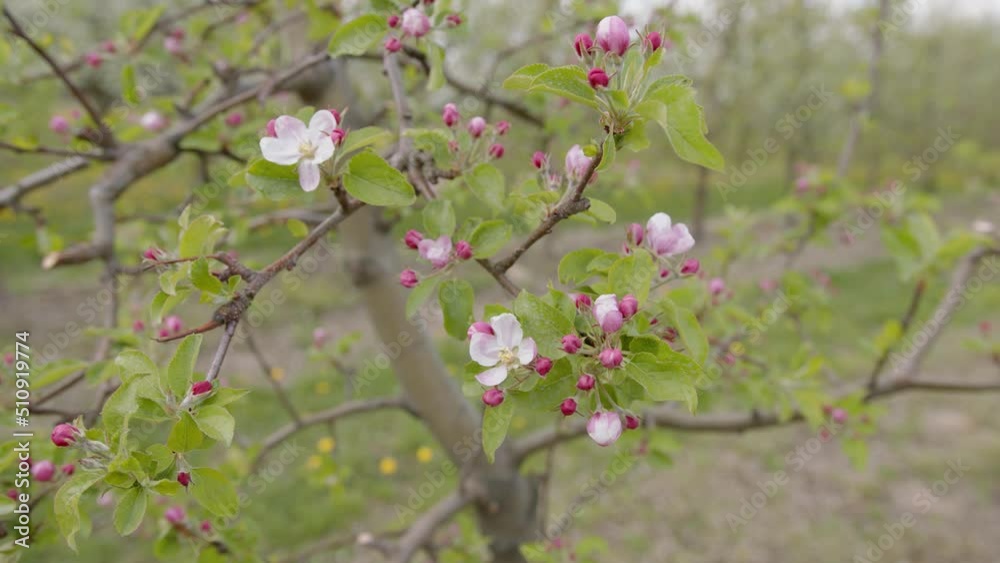 Sad owocowy, drzewka owocowe, drzewa owocowe, Jabłoń, wiśnie, czereśnie, sad, grusze, gruszki, Orchard, fruit trees, fruit trees, Apple tree, cherries, cherries, orchard, pears, pears, Sad owocowy, drzewka owocowe, drzewa owocowe, Jabłoń, wiśnie, czereśnie, sad, grusze, gruszki, Orchard, fruit trees, fruit trees, Apple tree, cherries, cherries, orchard, pears, pears,