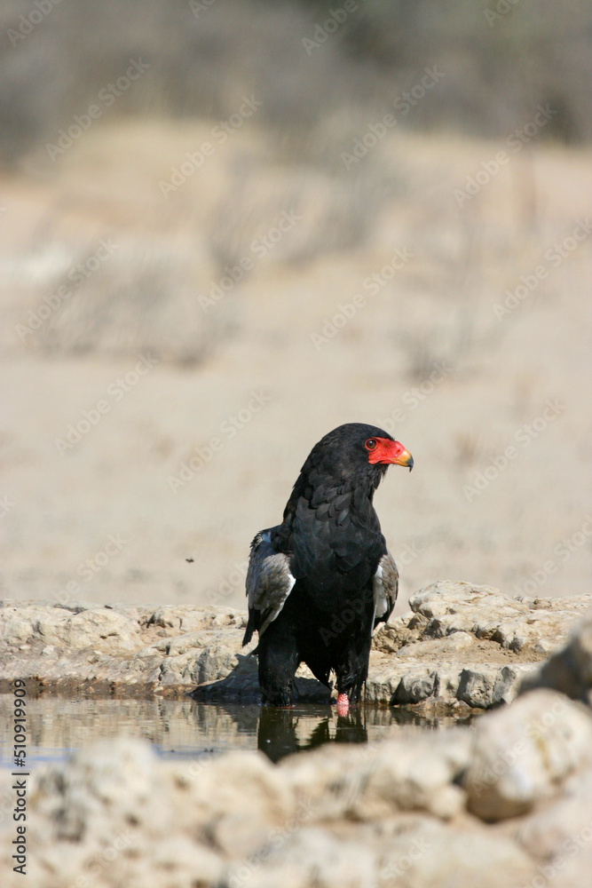 Adult Bateleur Eagle in the Kgalagadi Adult Bateleur Eagle in the Kgalagadi