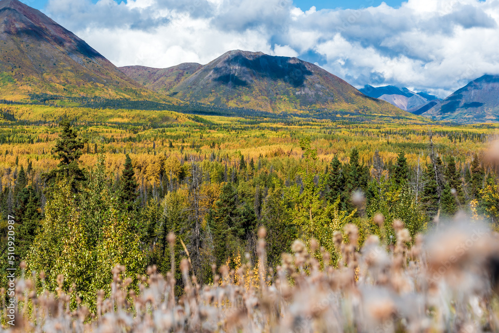 Natural landscape in northern Canada during autumn with yellow colors covering the boreal forest in fall. Taken outside of Haines Junction, Yukon Territory. 