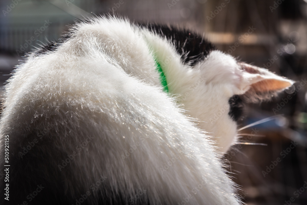 A clean and beautiful fur of a feline A clean and beautiful fur of a feline