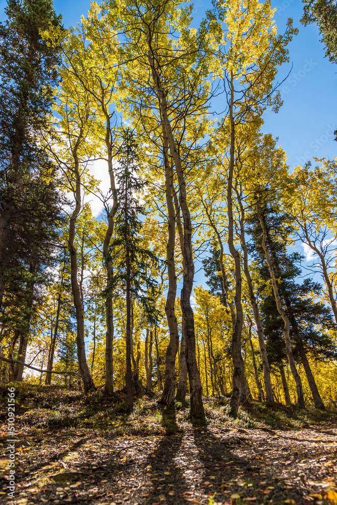 Obraz premium Fall in the boreal forest of Canada with yellow colored trees and blue sky background. Birch, spruce, pine trees. 