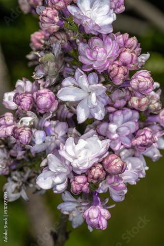 Flowers of ‘Beauty of Moscow’ Lilac (Syringa vulgaris ‘Krasavitsa Moskvy’) photo