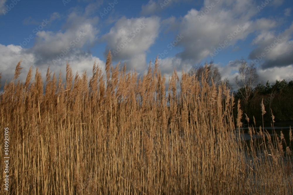 Fototapeta premium reeds on the lake