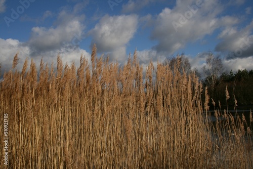 reeds on the lake