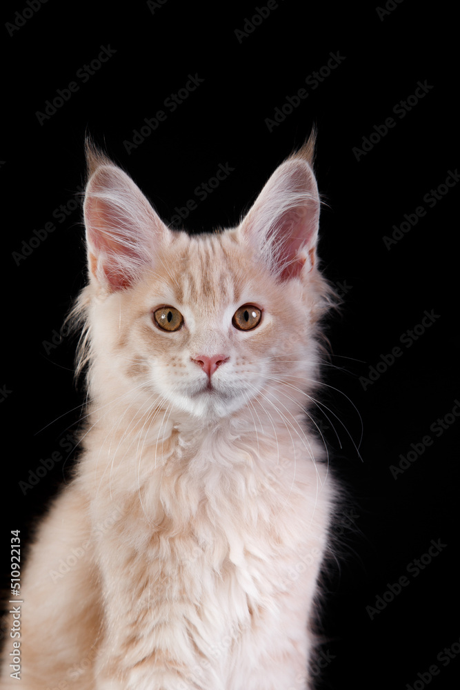 red Maine Coon Kitten on a black background. cat portrait in photo studio