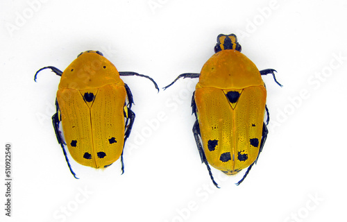 Beetles isolated on white. Yellow gold  flower beetles Euchroea auripigmenta macro. Cetoniidae. Collection beetles. Coleoptera. Entomology. Insects photo