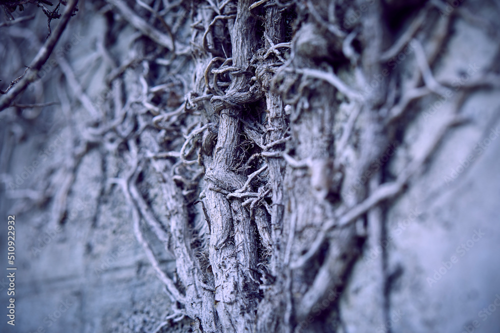 branches of plant, Halloweet background branches of plant, Halloweet background