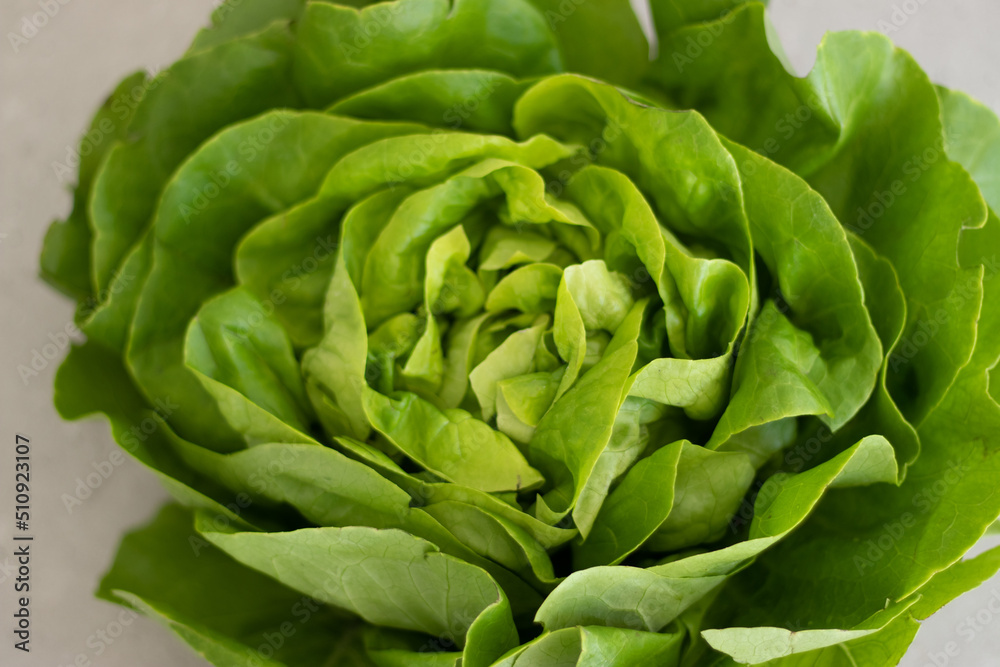 Obraz premium Head of lettuce isolated on white background