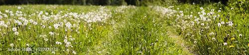 Meadow with lots of white dandelions in sunny day. Beautiful natural countryside landscape with blurry background