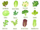 Vegetable lettuce. Salad cabbage, green spinach leaves and cartoon broccoli vector set