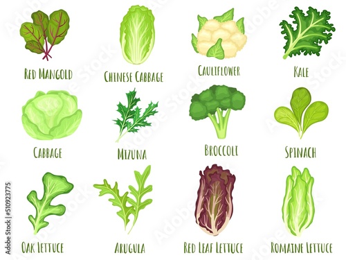 Vegetable lettuce. Salad cabbage, green spinach leaves and cartoon broccoli vector set