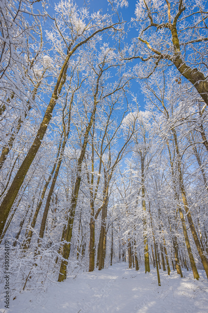 Winter landscape with snow-covered forest. Sunny day, adventure hiking deep in the forest, trail or pathway relaxing scenic view. Seasonal winter nature landscape, frozen woodland, serene peacefulness Winter landscape with snow-covered forest. Sunny day, adventure hiking deep in the forest, trail or pathway relaxing scenic view. Seasonal winter nature landscape, frozen woodland, serene peacefulness
