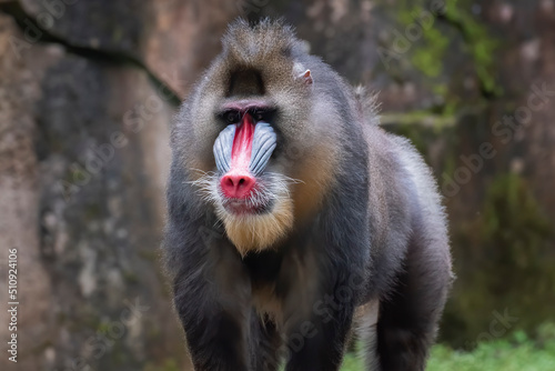 Bild auf Leinwand Male Mandrillus monkey with a thick mane