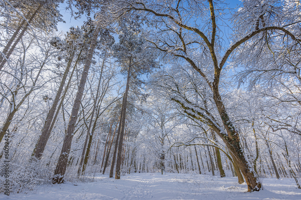 Fototapeta premium Winter landscape with snow-covered forest. Sunny day, adventure hiking deep in the forest, trail or pathway relaxing scenic view. Seasonal winter nature landscape, frozen woodland, serene peacefulness