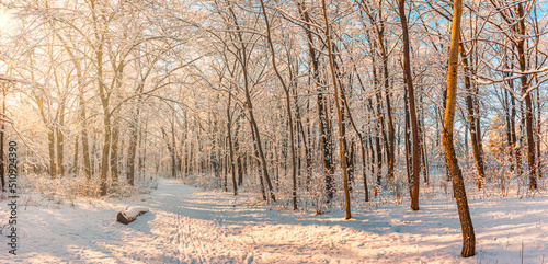 Winter landscape with snow-covered forest. Sunny day, adventure hiking deep in the forest, trail or pathway relaxing scenic view. Panoramic winter nature landscape, frozen woodland, serene peaceful