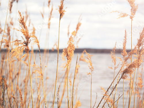 Dried branches of the plant on the river bank. Natural background.