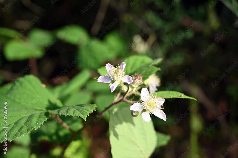 Wild blackberry
Wild blackberry