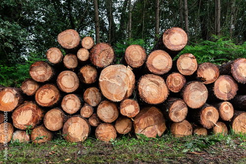 Deforestación de bosque por tala indiscriminada de árboles. photo
