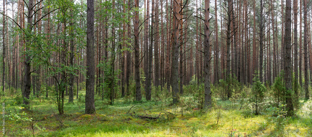 Landscape of Belarus - pine forest Landscape of Belarus - pine forest