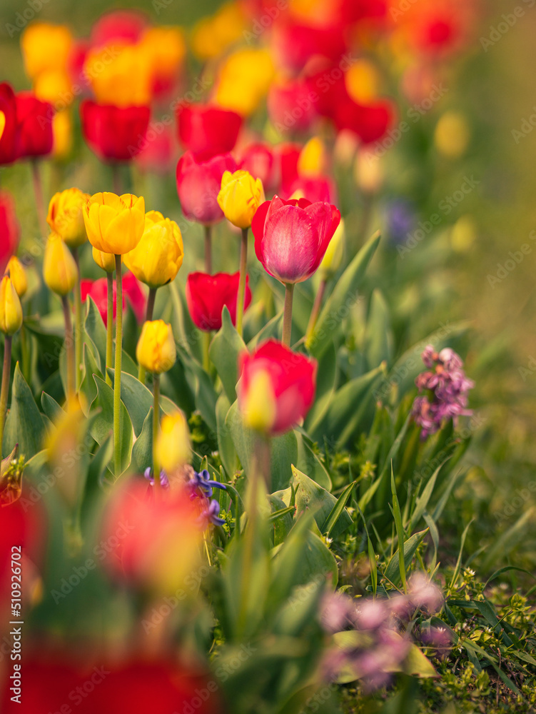 Fototapeta premium Colorful tulips on the tulip field in spring