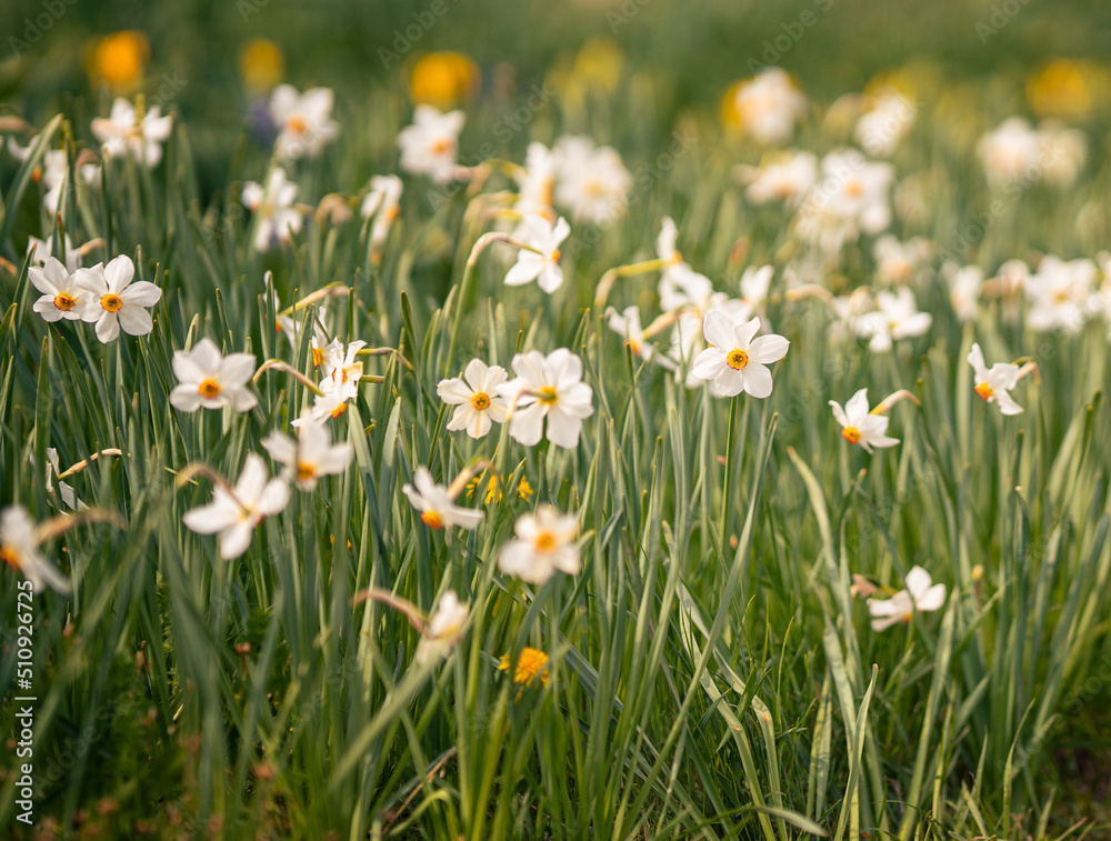 Nice white narcis flowers in the field