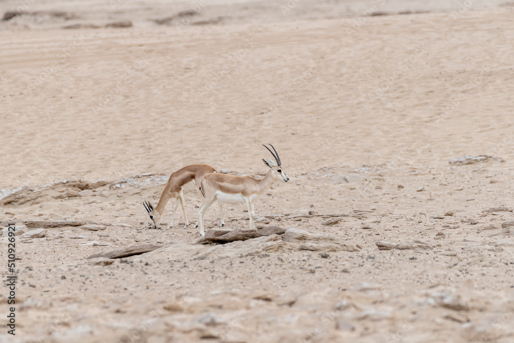 Arabian sand gazelles in their natural habitat within the United Arab ...