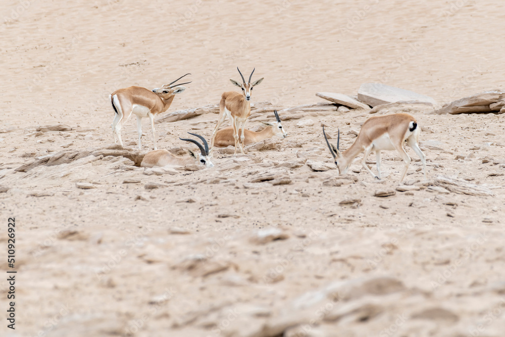 Arabian sand gazelles roam the desert of the United Arab Emirates (UAE ...
