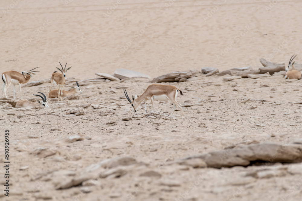 Arabian sand gazelles roam the desert of the United Arab Emirates (UAE ...