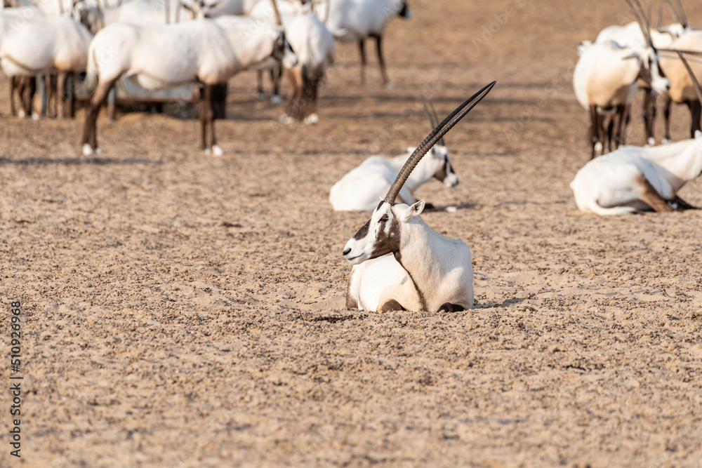 An Arabian oryx finds reprieve in a hole carved into the desert sands ...
