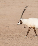 Portrait of one Arabian Oryx walking in the desert of the Middle East, Arabian wildlife observation and biodiversity 