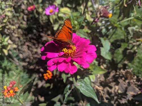 Photography butterfly on flower
