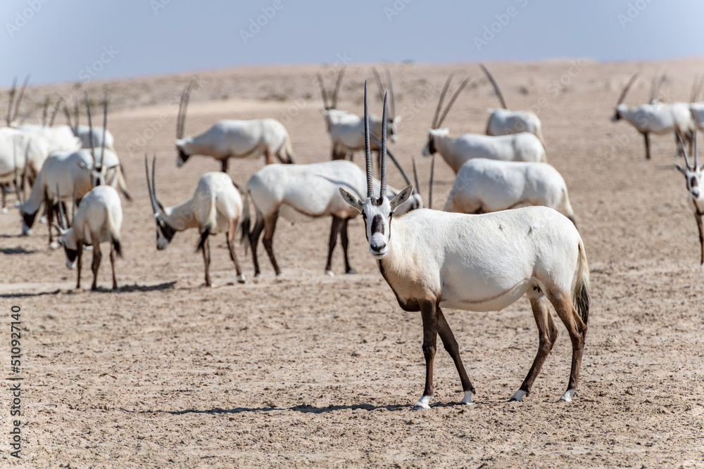 A group of majestic Arabian oryxes in the Middle Eastern desert, a wildlife observation in the Arabian Peninsula. A group of majestic Arabian oryxes in the Middle Eastern desert, a wildlife observation in the Arabian Peninsula.