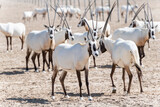 Majestic Arabian oryxes in the Middle Eastern desert, a wildlife observation in the Arabian Peninsula.