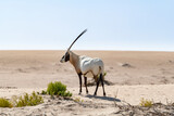A solitary Arabian Oryx gazes to the left in the expansive Middle Eastern desert. Wildlife in the Arabian Peninsula