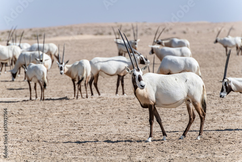 A group of majestic Arabian oryxes in the Middle Eastern desert, a wildlife observation in the Arabian Peninsula.