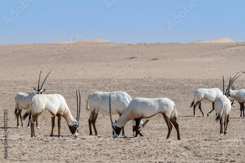 A group of majestic Arabian oryxes in the Middle Eastern desert, a wildlife observation in the Arabian Peninsula.