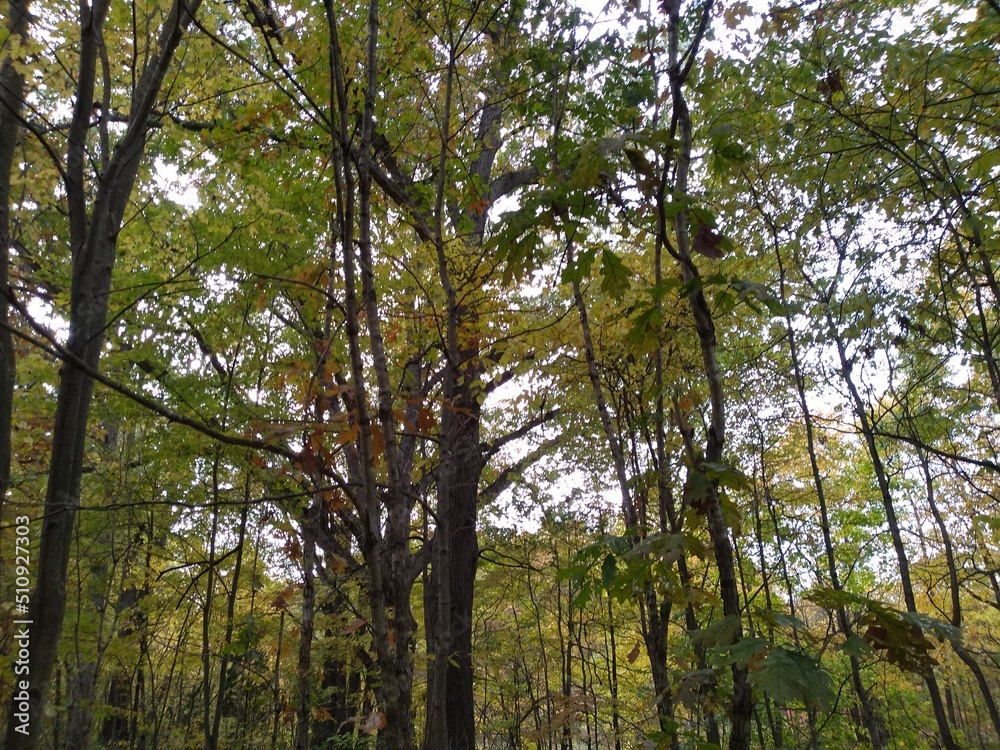 Fototapeta premium Woodland canopy