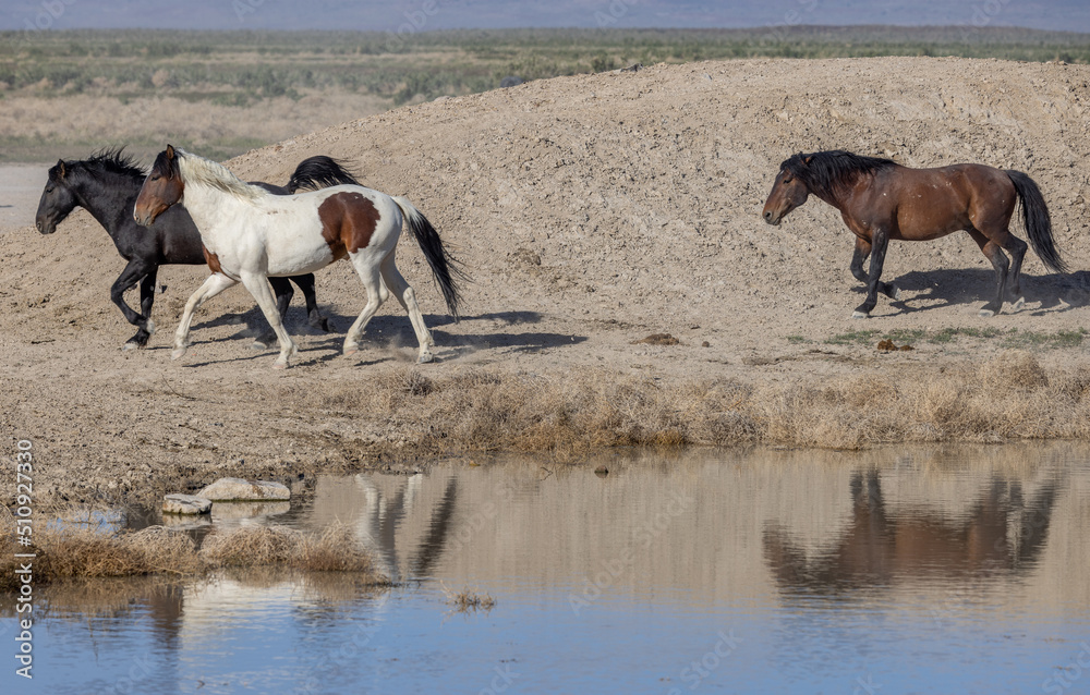 Wild Horses in Spring in the Utah Desert Wild Horses in Spring in the Utah Desert