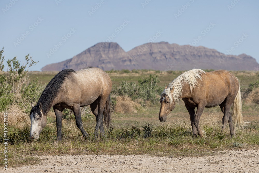 Wild Horses in Spring in the Utah Desert