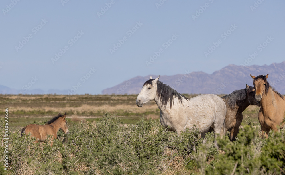 Wild Horses in Spring in the Utah Desert Wild Horses in Spring in the Utah Desert